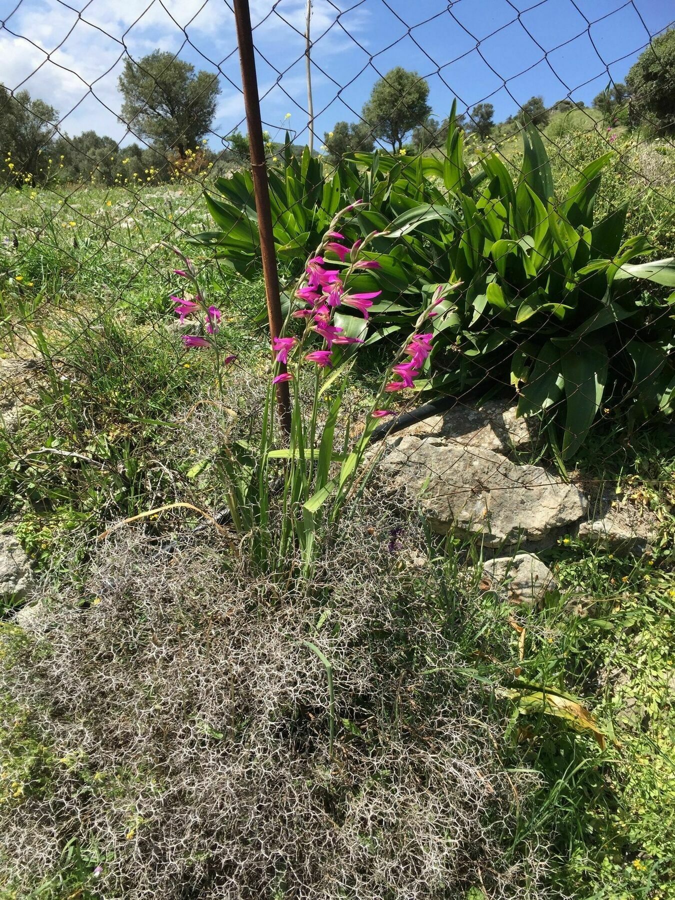 Thronos Aravanes מראה חיצוני תמונה